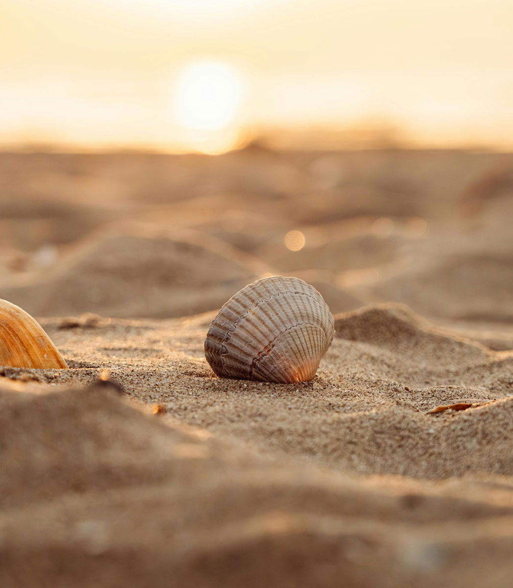 pexels-jonas-horsch-102497290-32893878